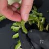 ゴーヤ嫌いでも完食!秘密にしたい黄金比率のやみつき佃煮☆の工程1