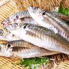 「あじ」のさばき方の基本・下処理の手順とコツ