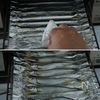 ししゃもとミニトマトのバジルマリネの工程2