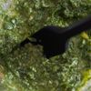 【かつおの大葉ジェノベ】たった５分で！？いつもの刺身が大変身の工程3