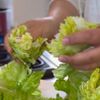 無限レタスの工程1