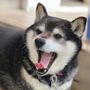 Mayuuuu