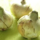 【春野菜】新玉ねぎの栄養とおすすめレシピ  