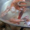 もやしのベトナム屋台風サラダの工程5