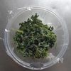 レンジで簡単☆菜の花の胡麻ツナ和え。の工程2