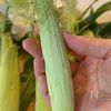 味付けこれだけ!ヤングコーンのイタリアングリルの下準備
