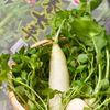 七草粥に。苦味減らす七草のアク抜き・下処理と冷凍