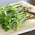 炒め物やスープにも！超節約食材「豆苗」の使いこなしレシピ
