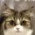 be_kobe nyan