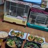 花月雨音🪷の作ってみた!投稿(パサつかない！ふっくら美味しい！ぶりの煮つけ)