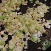【豚こま肉の焦がしねぎ塩レモンだれ】人気の作り置きレシピ!の工程2