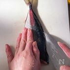 【和食の基本】アジの三枚おろしの方法