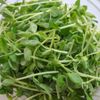 調味料2つ!ピリ辛♡豆苗と卵の白だし炒めの工程1