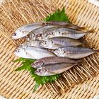 下処理簡単！旬の「豆あじ」をおいしく食べよう