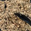 一気に入れて炒めるだけ♪鯖缶で作るやみつきそぼろ♪の工程3