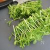 レンチン3分!香味ダレで♩【豚肉と豆苗の重ね蒸し】の工程2