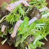 aaaaの作ってみた!投稿(水菜とハムの粒マスタードサラダ)