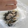 【ポリ袋放置でかんたん】新玉ねぎと塩昆布の甘酢漬けの工程2