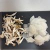地味だけど旨い！【大根ときのこの海苔バター炒め】おつまみにもの工程1