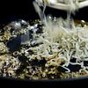 春キャベツが3倍うまくなる『キャベツのカリカリしらすがけ』の工程5