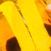 濃厚かぼちゃチーズケーキの工程4
