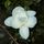 boss_817844