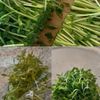 アボカドと豆苗とトマトの塩こうじナムル【夏の腸活におすすめ】の工程1