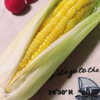 5分で香り豊かなとうもろこし☆1本(250g)170kcal