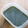 【すっきり美味しい♪】抹茶の寒天ゼリーの工程5