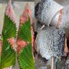 【さんまの大葉明太巻き】今日のおつまみの工程1