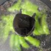やみつき副菜!スナップえんどうのわさびハニー炒めの工程3