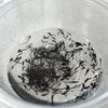 【五目巾着煮】腸が喜ぶごほうびレシピの工程1