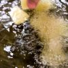 究極のガリほくっ食感！【フライドポテト】の工程4