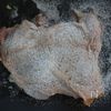 鶏もも肉のレモンバターステーキの下準備