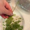 ごはんが進む!プチプチしその実の旨つゆ漬けの下準備