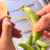 さっぱりコク旨♩お手軽【鶏とスナップエンドウのバタぽん炒め】の工程2