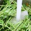 豆苗と切り干し大根のさっぱり中華和え*湯かけ調理で作り置き◎の工程4