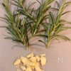 【ワンパン煮込み15分】鶏肉と夏野菜のカチャトーラの下準備