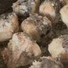サバ缶で梅南蛮漬け【骨ごと食べれる！】の工程1