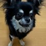 SHUN