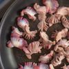 【お酒好きにはたまらない】だくだくセロリの砂肝焼きの工程4
