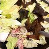 煮込み10分♪豚バラと白菜のオイスター煮込みの工程2