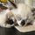 猫ママ