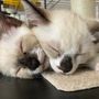 猫ママ