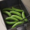 5分で簡単!【スナップエンドウの粉チーズ焼き】の工程2