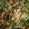 鶏皮坊主の作ってみた!投稿(身体がよろこぶサラダ【豆苗と舞茸とちくわのサラダ】)