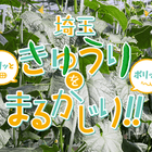 埼玉産きゅうりの魅力をまるかじり♡おいしいきゅうりレシピ10選！