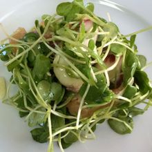 ヘルシーおつまみ タコと豆苗の中華サラダ