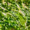 パリッと食感がたまらない!スナップエンドウのさわやかサラダの工程4