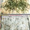 巻かずに簡単!海苔スティックチキンの工程2